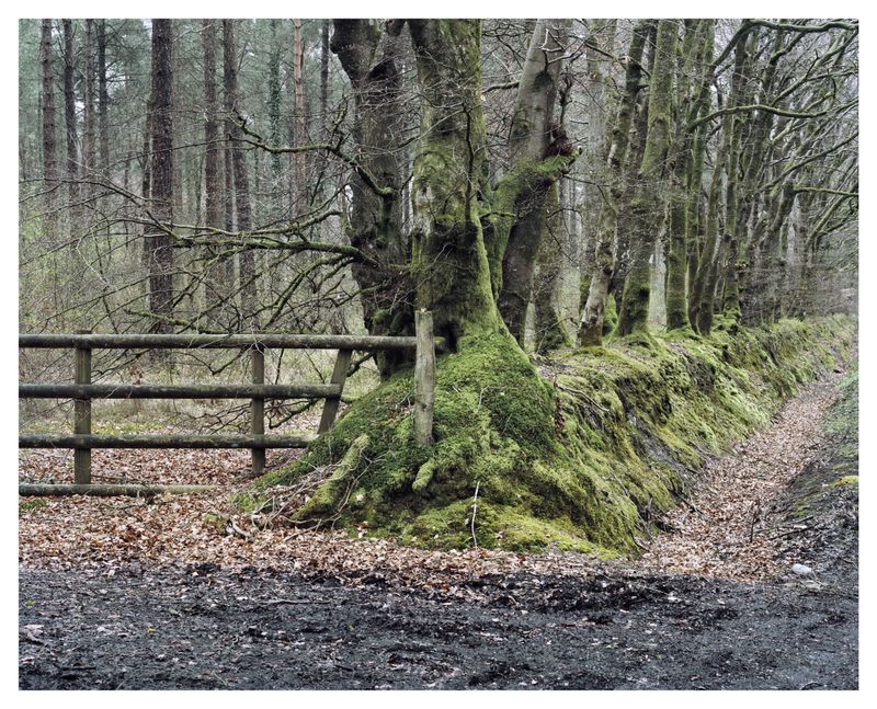 © Roei Greenberg - Guardian