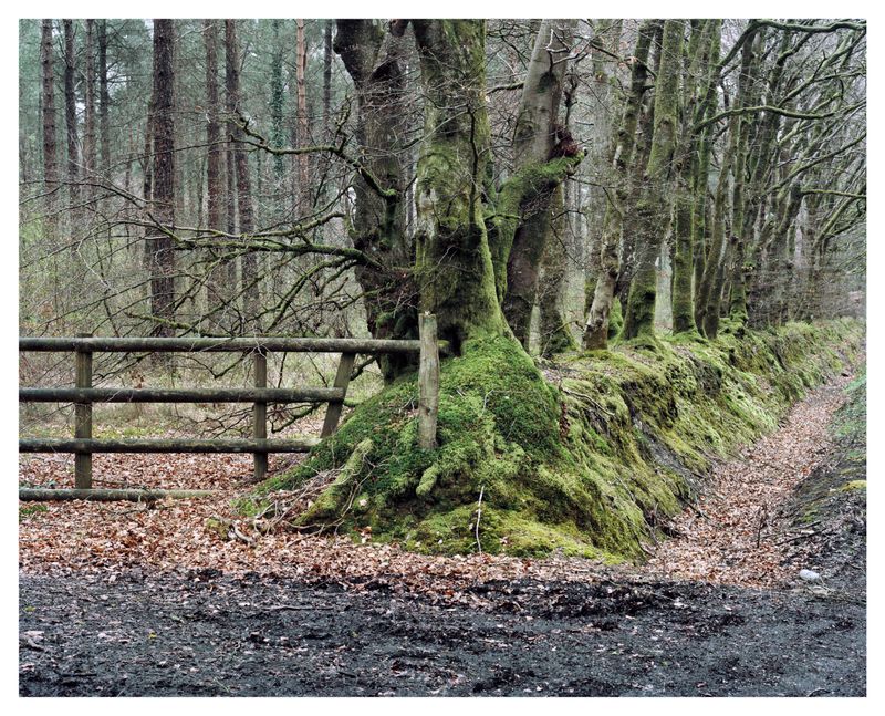 © Roei Greenberg - Guardian