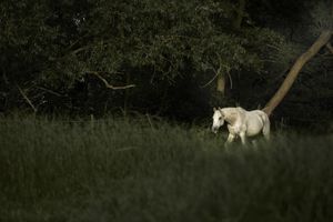 In the dark places