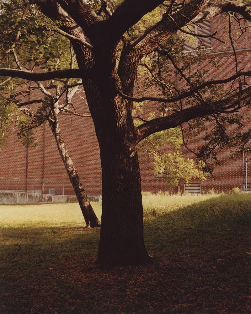 © Romek Rasenas - Trees and Brick Wall, 2022