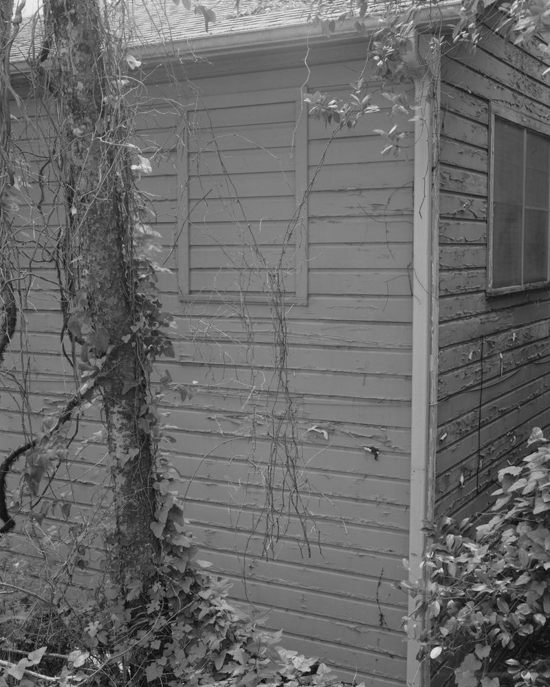 © Romek Rasenas - Vines, 2022