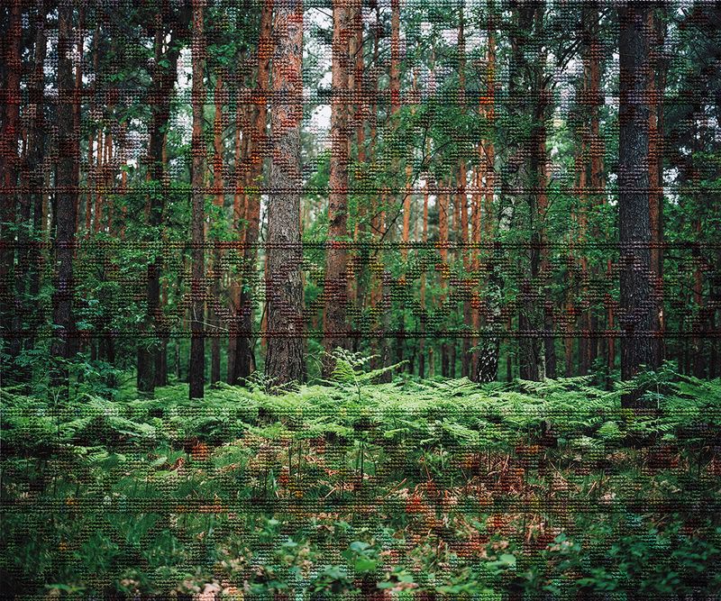 © Diane Meyer - Forest, Hohen Neuendorf, Hand Sewn Archival Ink Jet Print, 2017