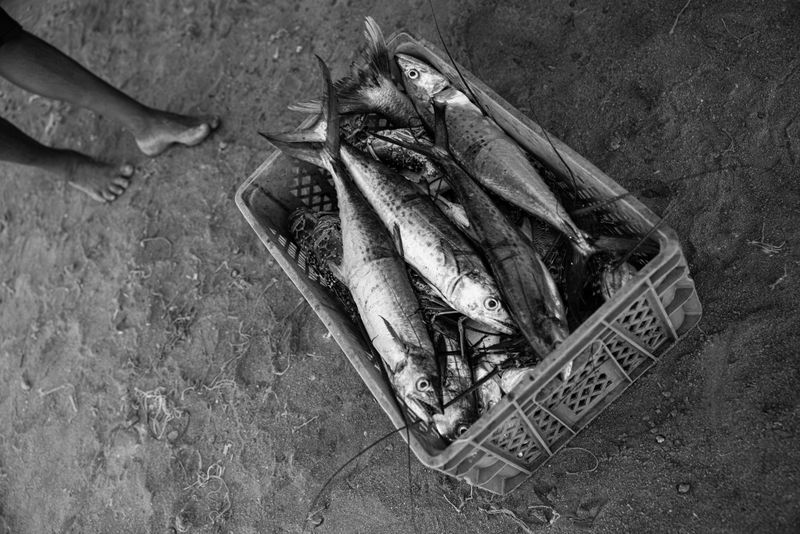 © Fernanda Pineda - Alfredo Pushaina returns from a fishing task and prepares to weigh and sell his fish to bring supplies home
