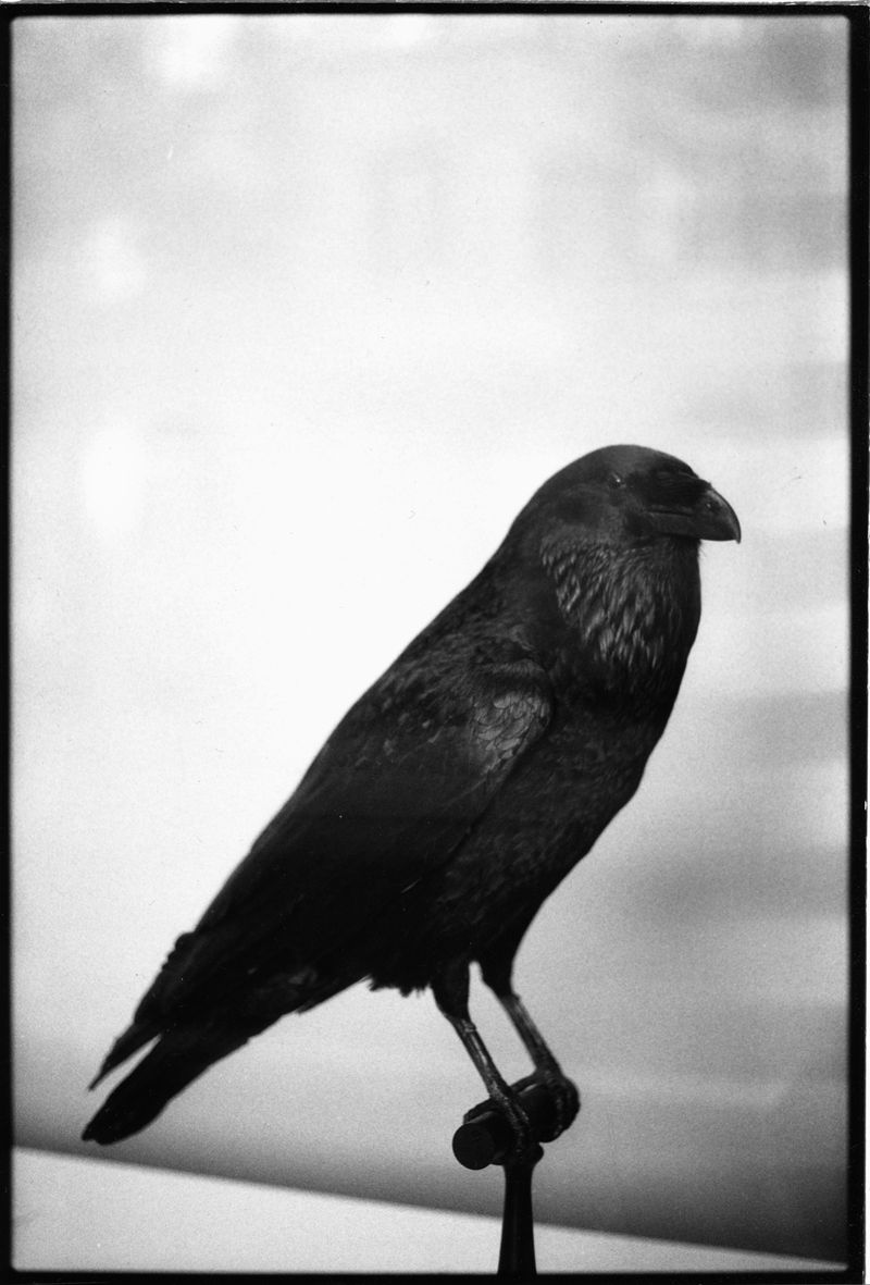 © Akosua Viktoria Adu-Sanyah - Image from the INHERITANCE – Poems of Non-Belonging photography project