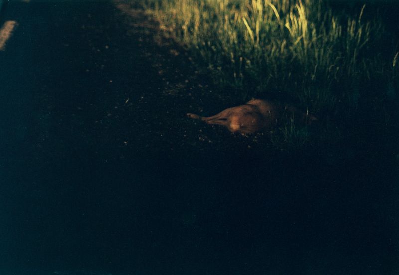 © Akosua Viktoria Adu-Sanyah - simulant III [collaterals]