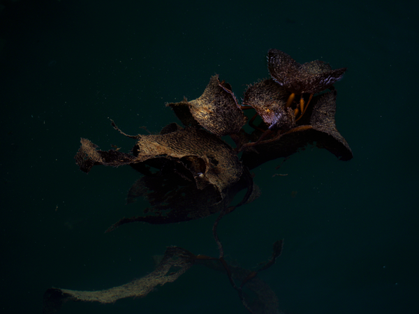 © Akosua Viktoria Adu-Sanyah - kelp forest sea weed, architectural resilient ecosystem