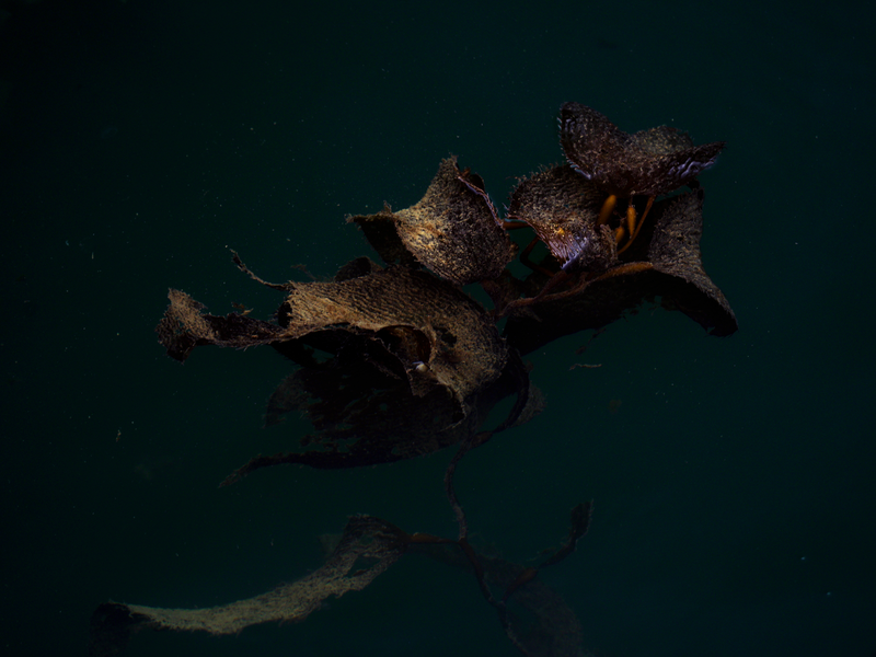 © Akosua Viktoria Adu-Sanyah - kelp forest sea weed, architectural resilient ecosystem