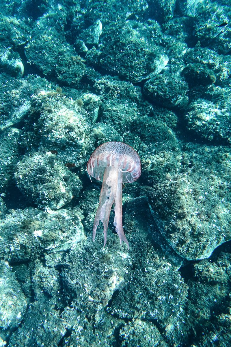 © Prisca Tozzi - Image from the Apnesya photography project