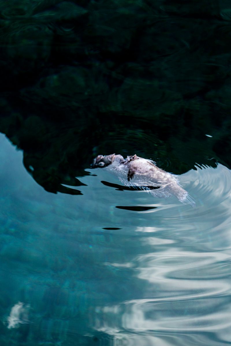 © Prisca Tozzi - Image from the Apnesya photography project