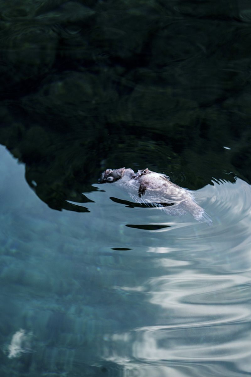 © Prisca Tozzi - Image from the Apnesya photography project