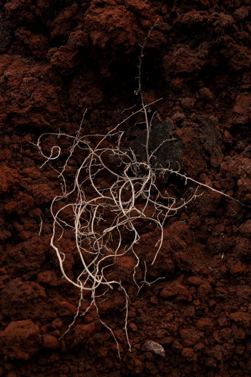 © Prisca Tozzi - Image from the Apnesya photography project