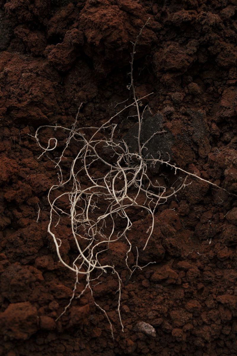 © Prisca Tozzi - Image from the Apnesya photography project