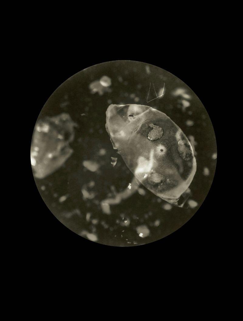 © Mandy Barker - Plada steuicke.Specimen collected from Blackrock shoreline, Cove of Cork, Ireland(Plastic bottle base)