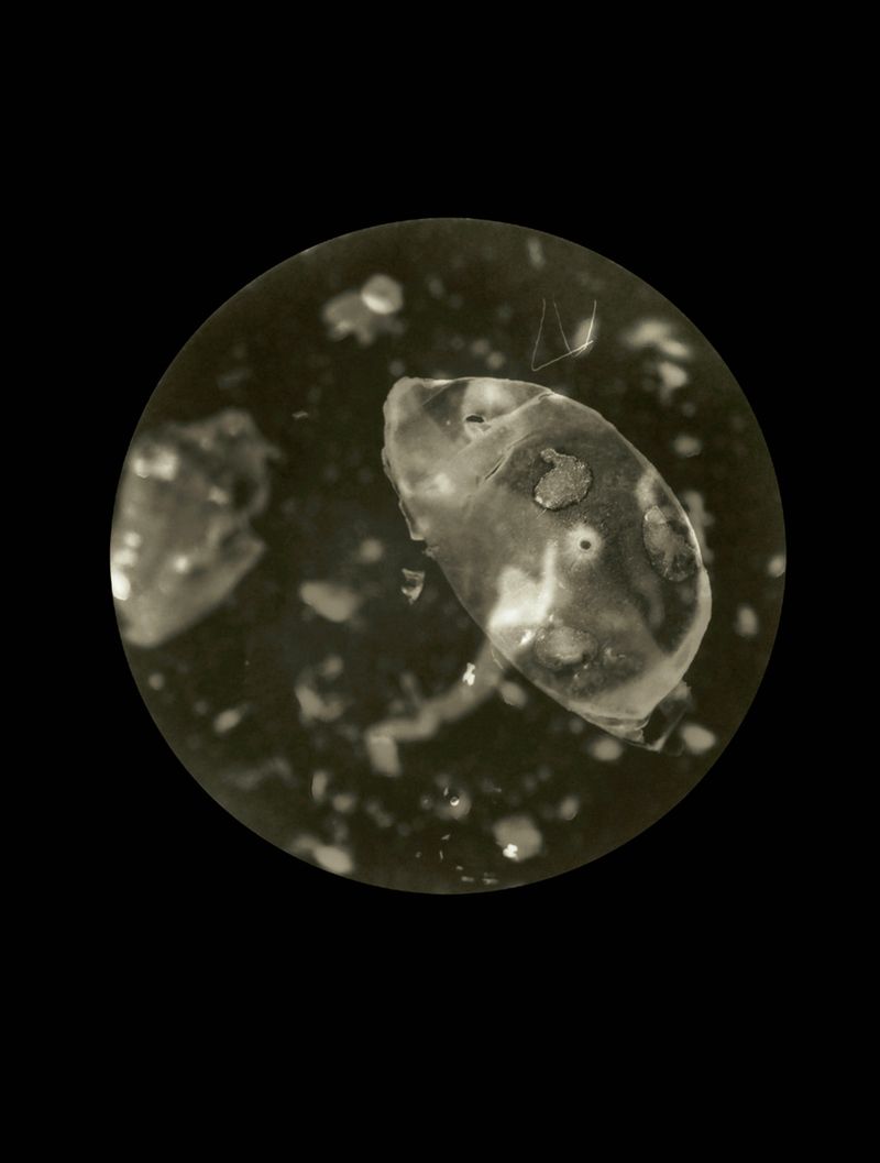 © Mandy Barker - Plada steuicke.Specimen collected from Blackrock shoreline, Cove of Cork, Ireland(Plastic bottle base)