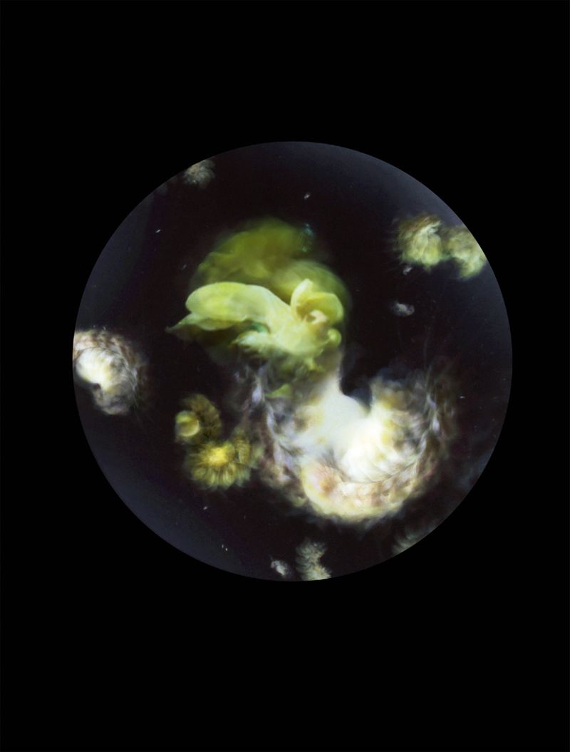 © Mandy Barker - Image from the Beyond Drifting: Imperfectly known animals photography project