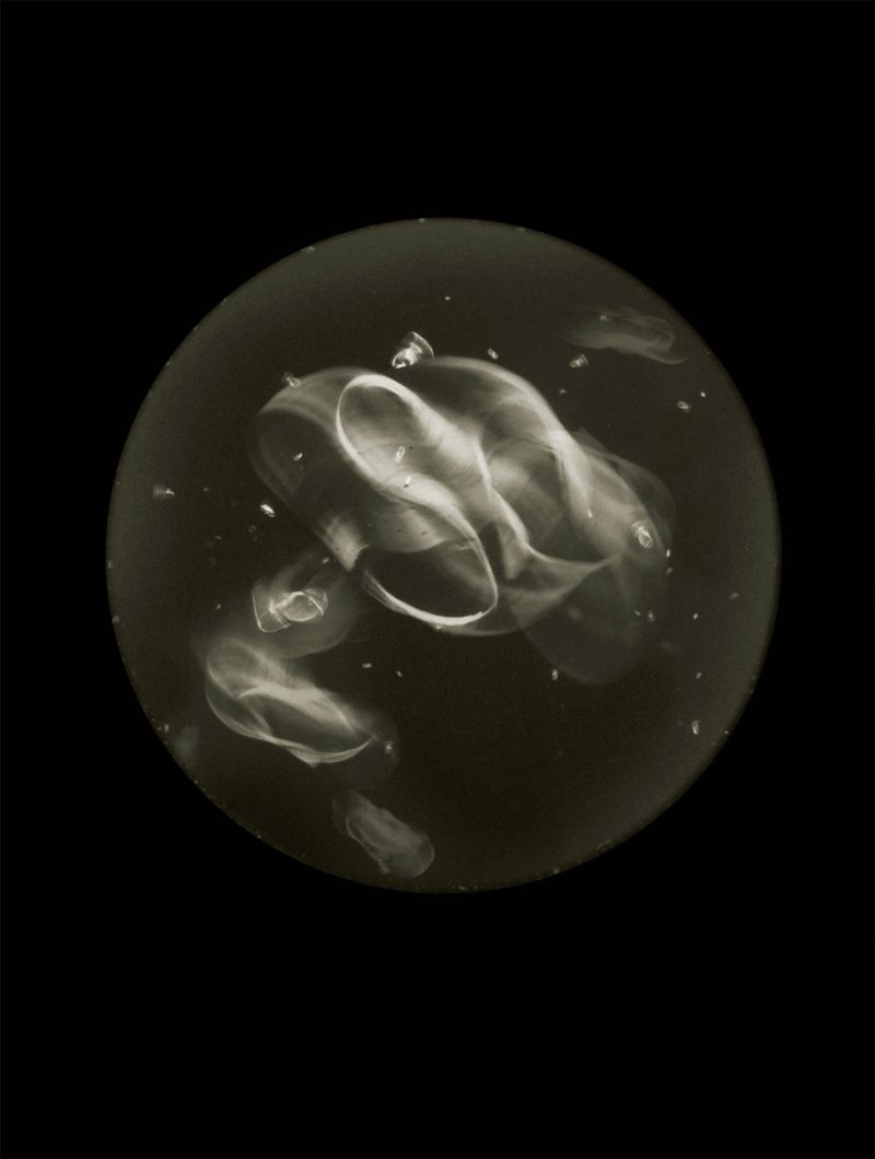 © Mandy Barker - Aureplia auristice.Specimen collected from Blackrock shoreline, Cove of Cork, Ireland(Shoe sole)