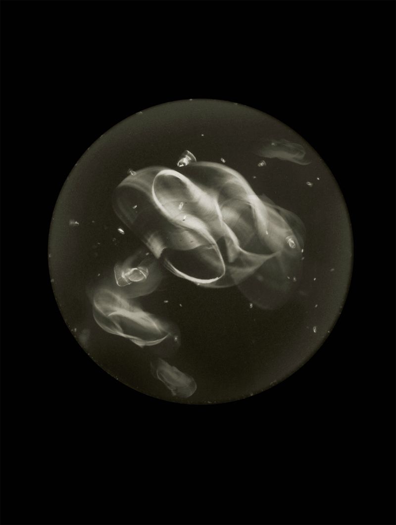 © Mandy Barker - Aureplia auristice.Specimen collected from Blackrock shoreline, Cove of Cork, Ireland(Shoe sole)