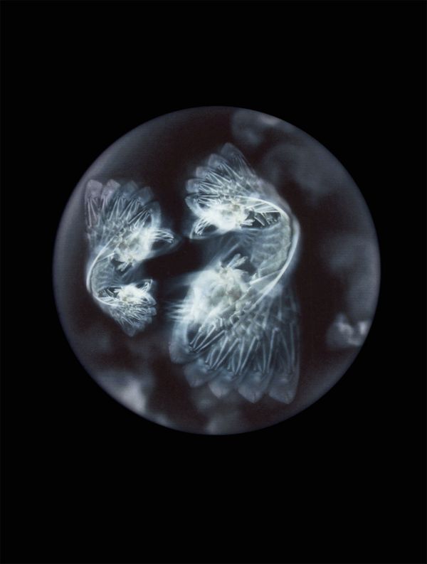 © Mandy Barker - Ophelia medustica.Specimen collected from Glounthaune shoreline, Cove of Cork, Ireland(Pram wheel)
