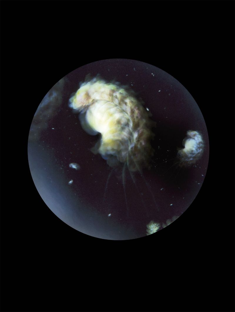 © Mandy Barker - Pleurobrachia stileucae. Specimen collected from Carrigaloe estuary, Cove of Cork, Ireland(Plastic flower partially burnt)