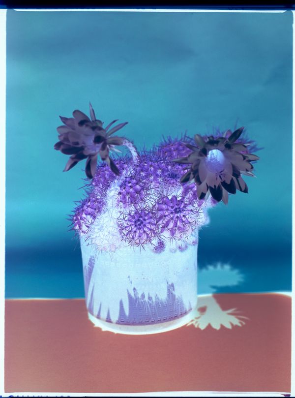 © Alvaro Deprit - Lonely cactus