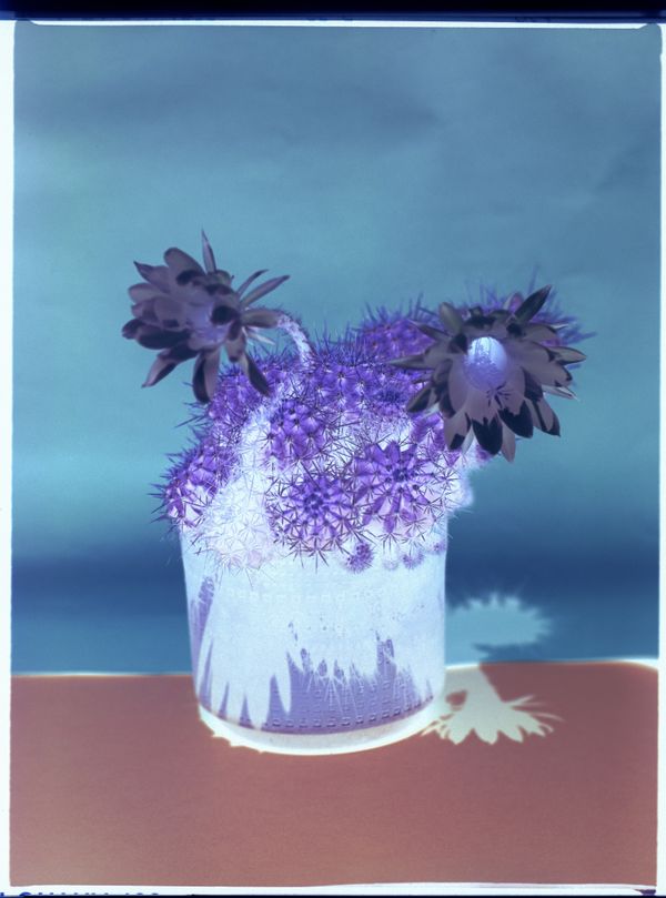 © Alvaro Deprit - Lonely cactus