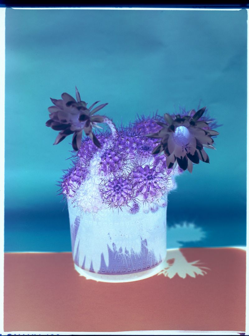 © Alvaro Deprit - Lonely cactus