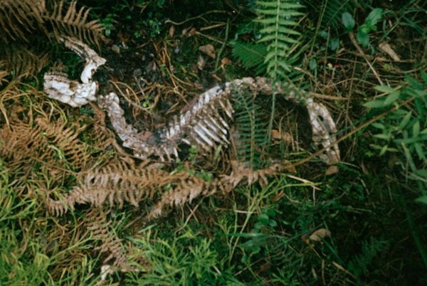 © Karen Miranda-Rivadeneira - Image from the Nantar Arutam photography project