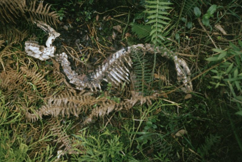 © Karen Miranda-Rivadeneira - Image from the Nantar Arutam photography project