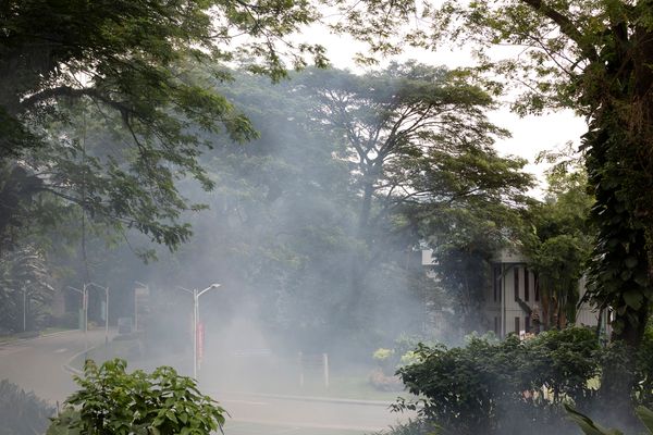 © Francesca Pompei - Fog enveloping a ruined building, in the deep vegetation of Forest City downtown.