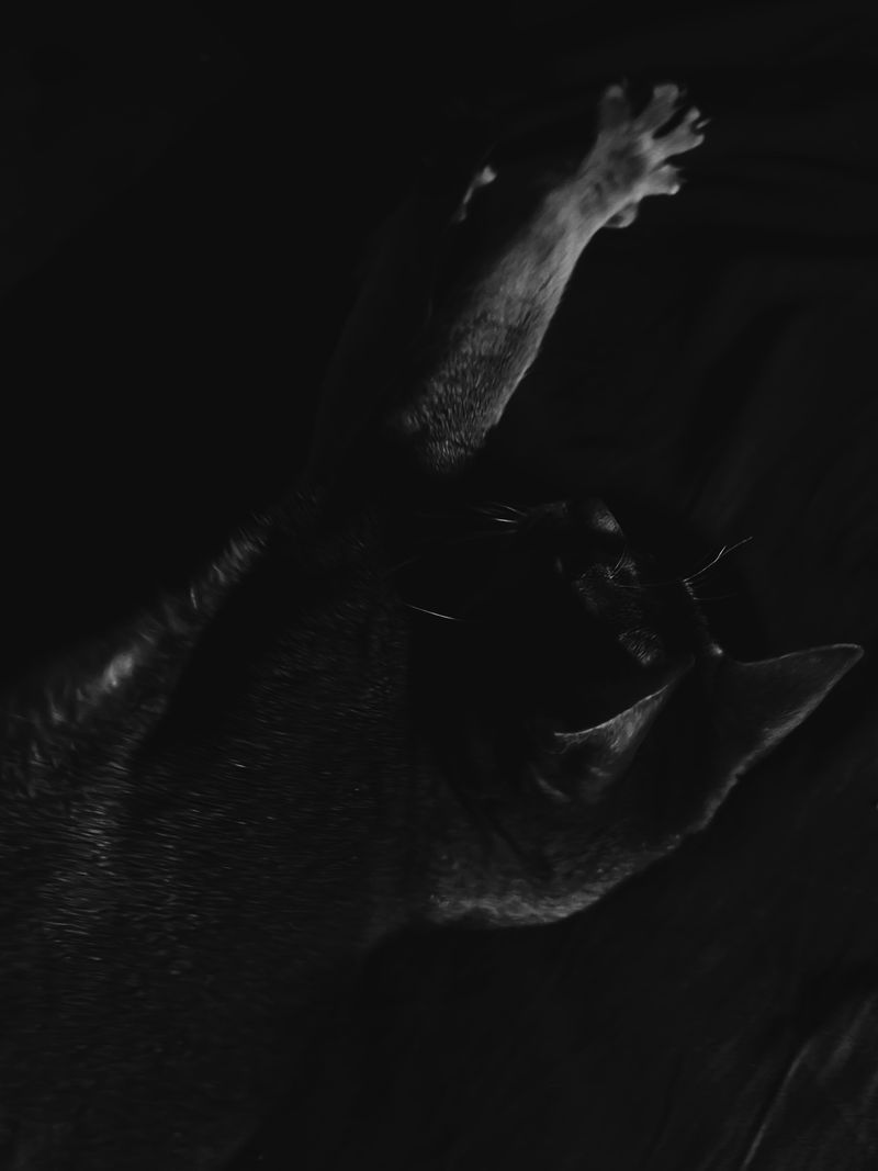 © Настя и кошачьи истории - Image from the A date with oneself photography project