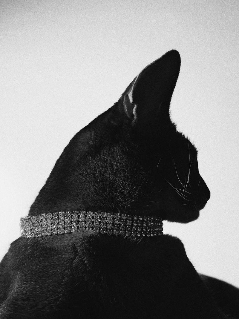 © Настя и кошачьи истории - Image from the A date with oneself photography project