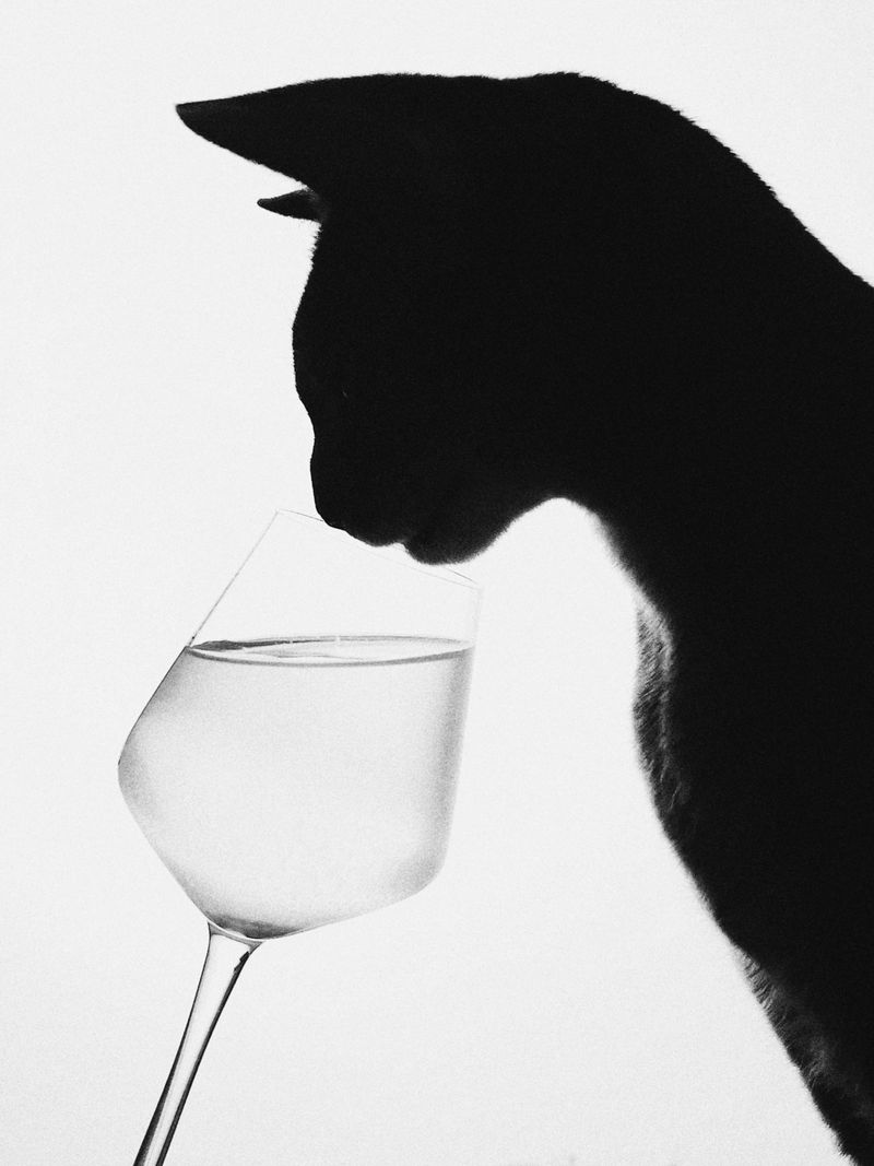 © Настя и кошачьи истории - Image from the A date with oneself photography project