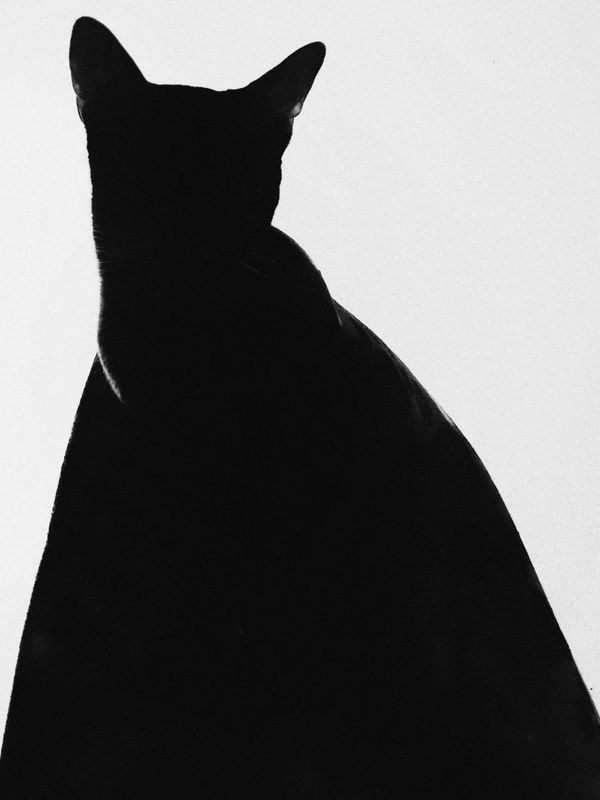 © Настя и кошачьи истории - Image from the A date with oneself photography project