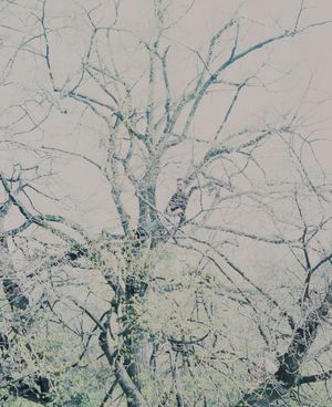 THE MAN WITHOUT PAST