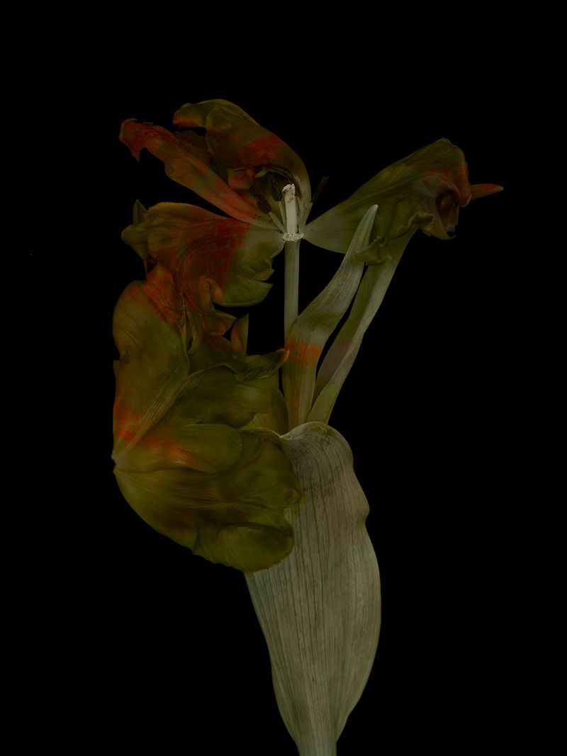 © Tine Poppe - Image from the Precious photography project