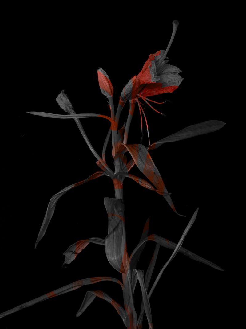 © Tine Poppe - Image from the Precious photography project