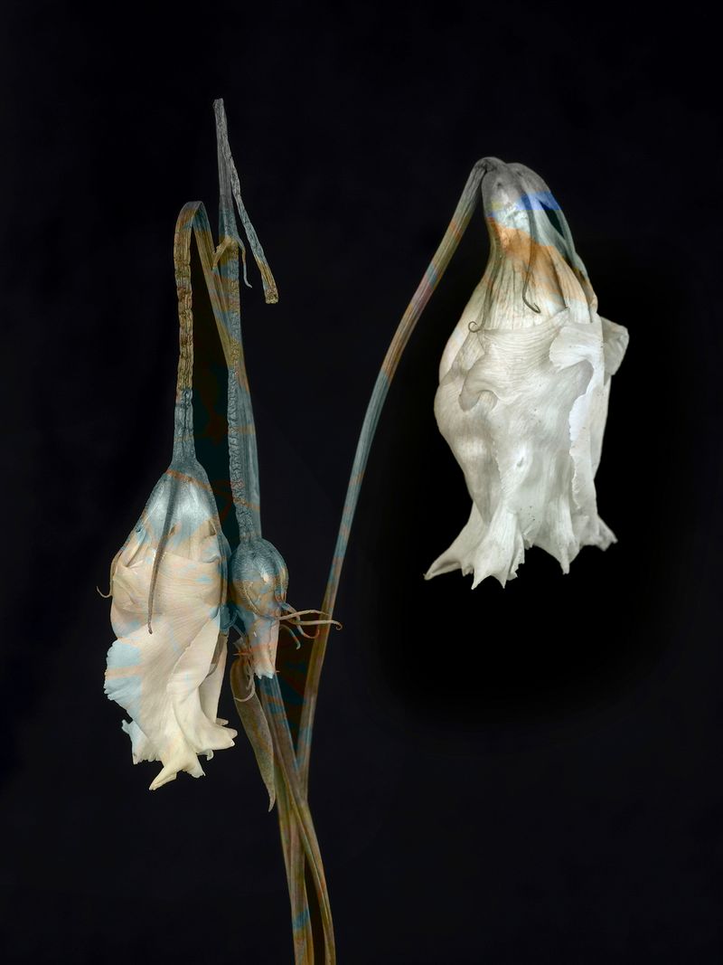 © Tine Poppe - Image from the Precious photography project