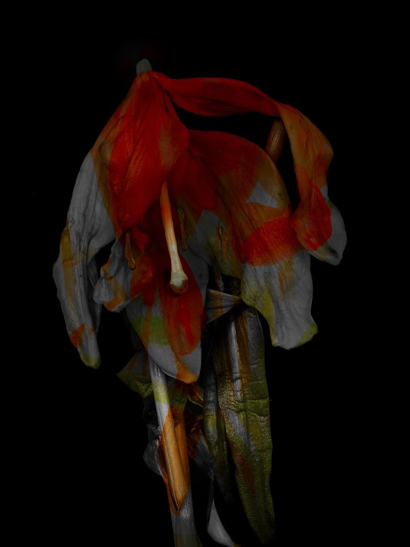 © Tine Poppe - Image from the Precious photography project