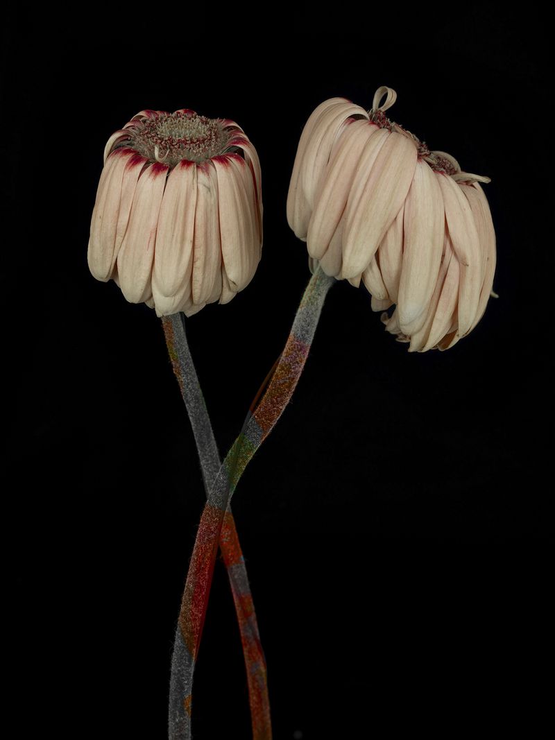 © Tine Poppe - Image from the Precious photography project