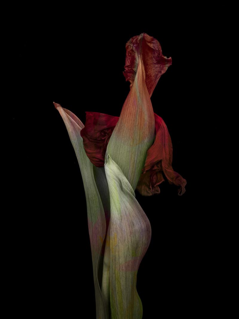 © Tine Poppe - Image from the Precious photography project