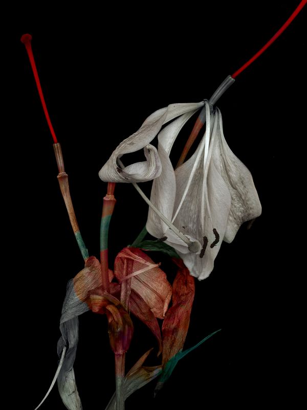 © Tine Poppe - Image from the Precious photography project