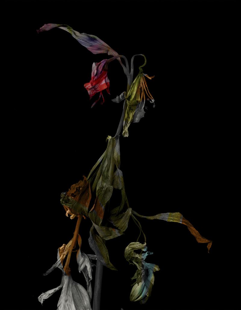 © Tine Poppe - Image from the Precious photography project