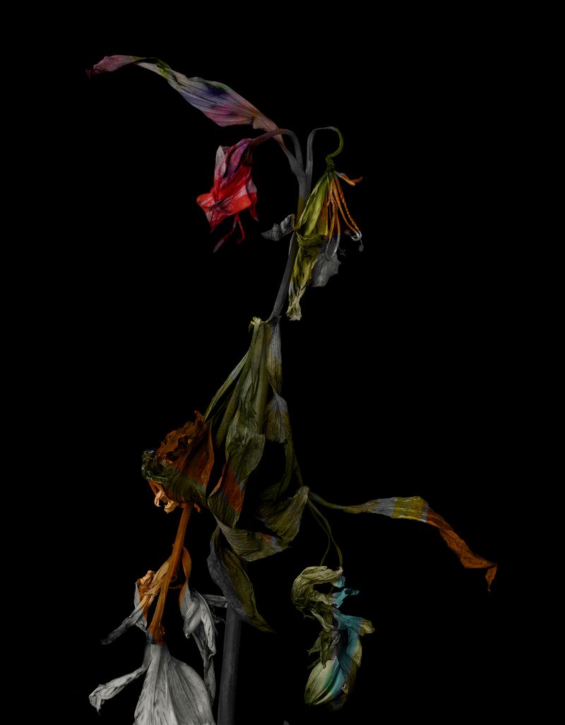 © Tine Poppe - Image from the Precious photography project