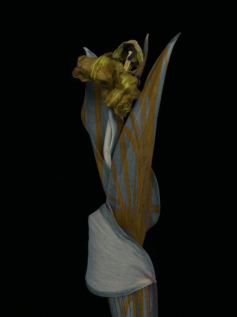 © Tine Poppe - Image from the Precious photography project