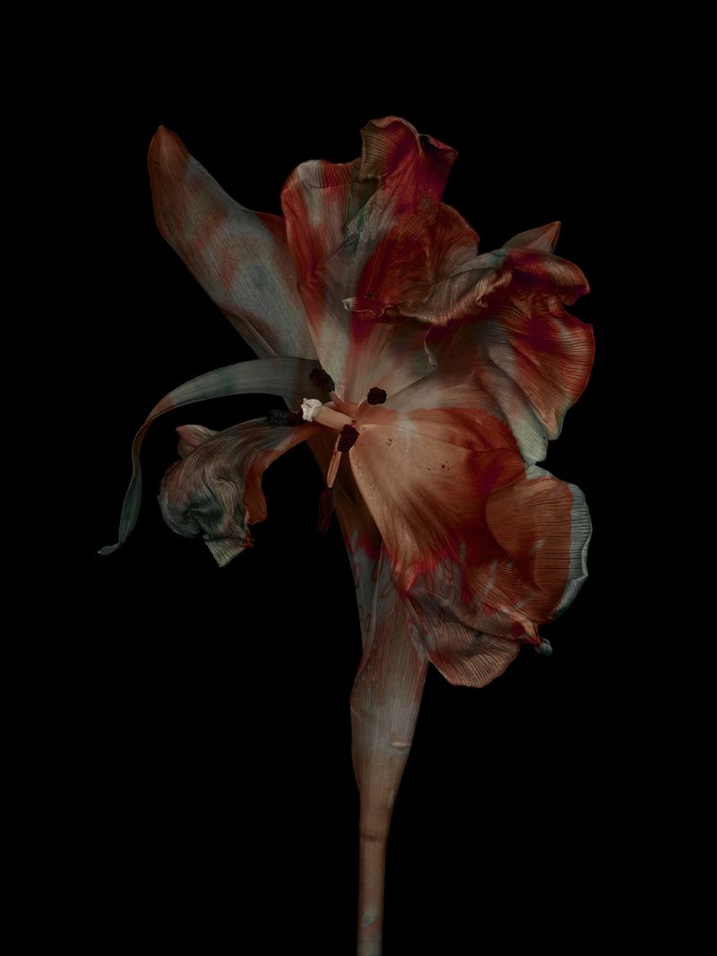 © Tine Poppe - Image from the Precious photography project