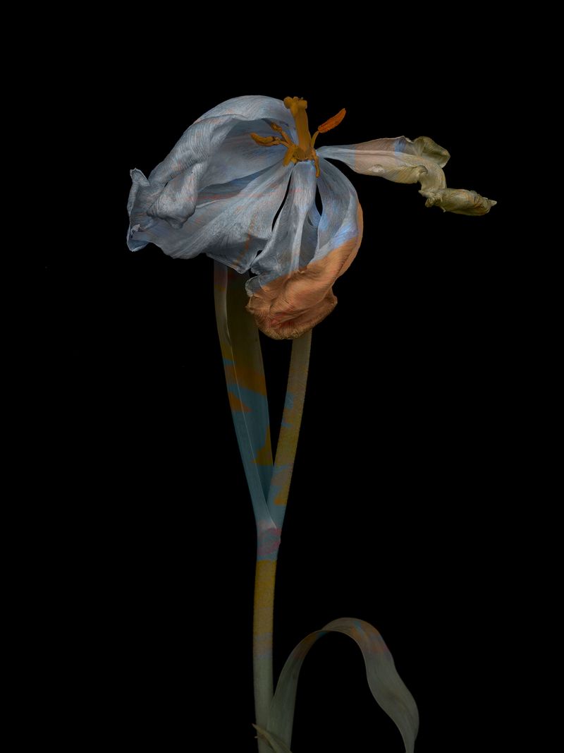 © Tine Poppe - Image from the Precious photography project