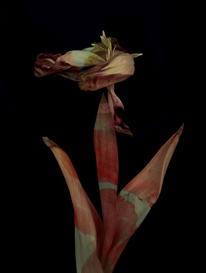 © Tine Poppe - Image from the Precious photography project