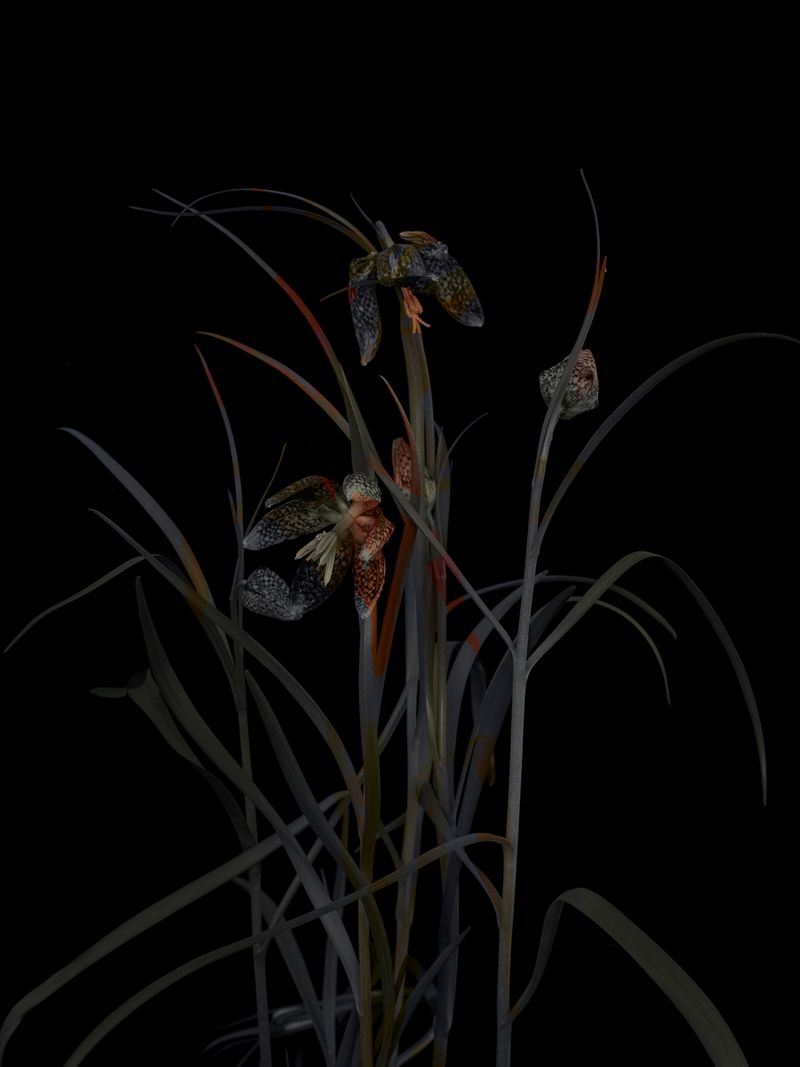 © Tine Poppe - Image from the Precious photography project