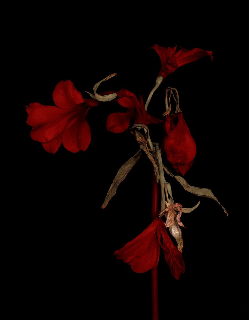 © Tine Poppe - Image from the Precious photography project