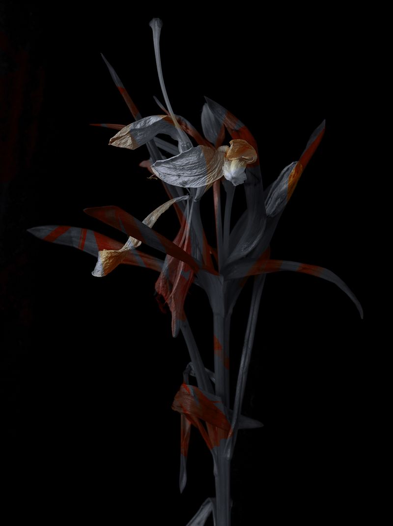 © Tine Poppe - Image from the Precious photography project